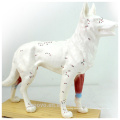 Оптовая ветеринарная модель 12005 анатомические модели Anaimal модель собаки иглоукалывания 